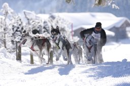 Lenk 2013
